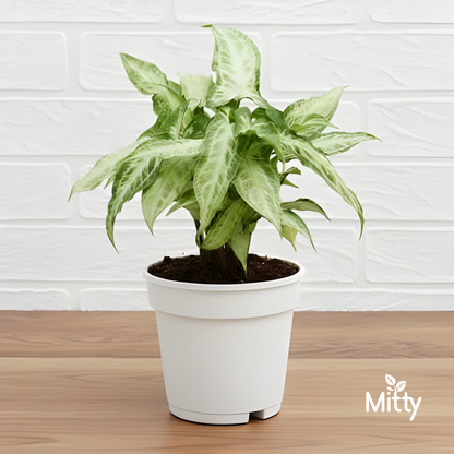 Syngonium podophyllum Plant
