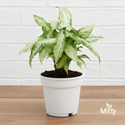 Syngonium podophyllum Plant