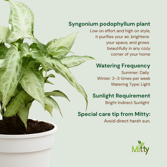 Syngonium podophyllum Plant