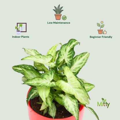 Syngonium podophyllum Plant