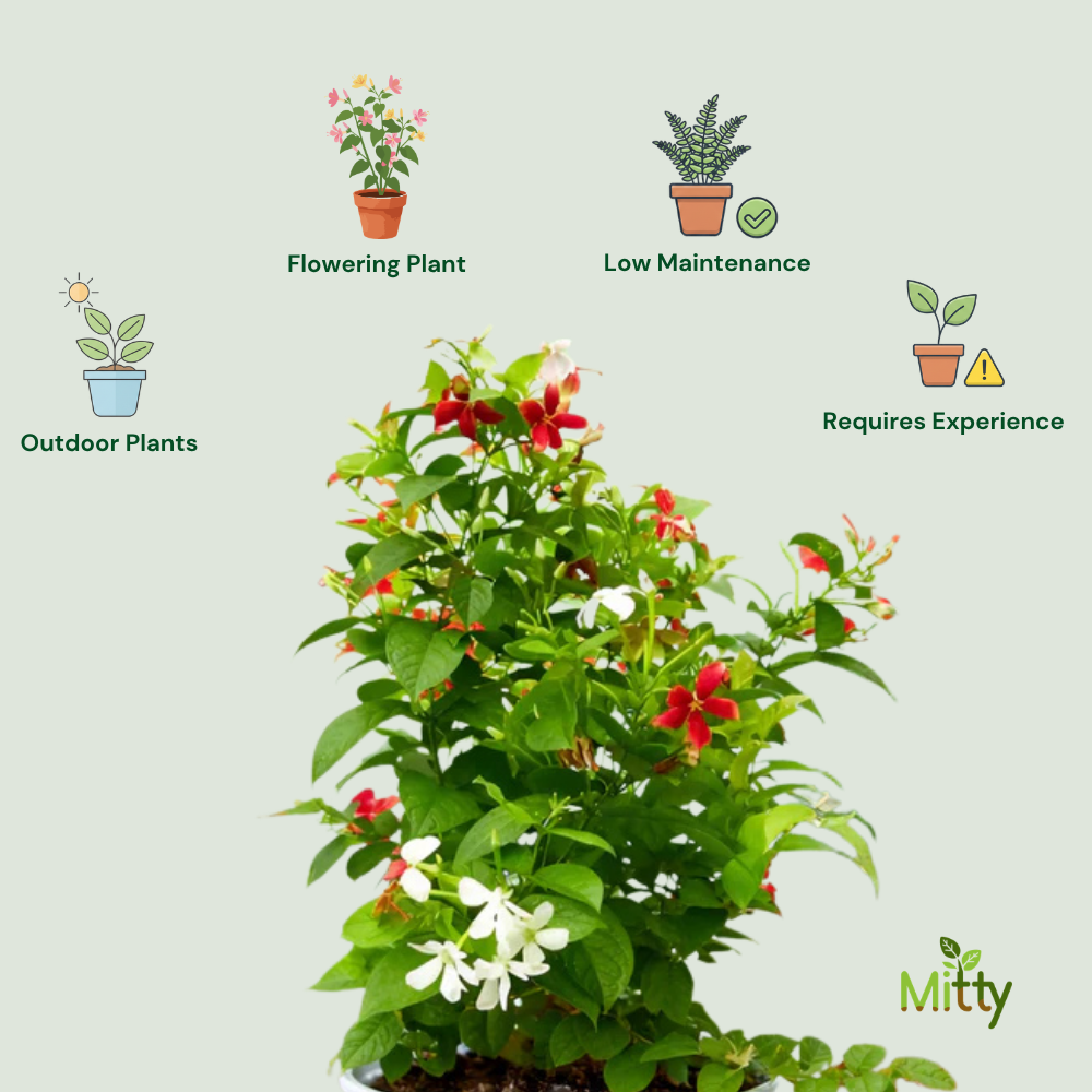 Rangoon Creeper Plant