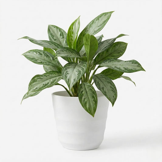 Aglaonema Dove Plant