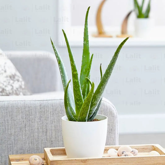 Aloe Vera plant