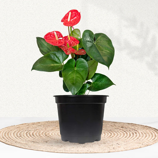 Anthurium Plant