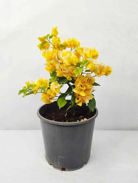 Bougainvillea (Yellow) Plant