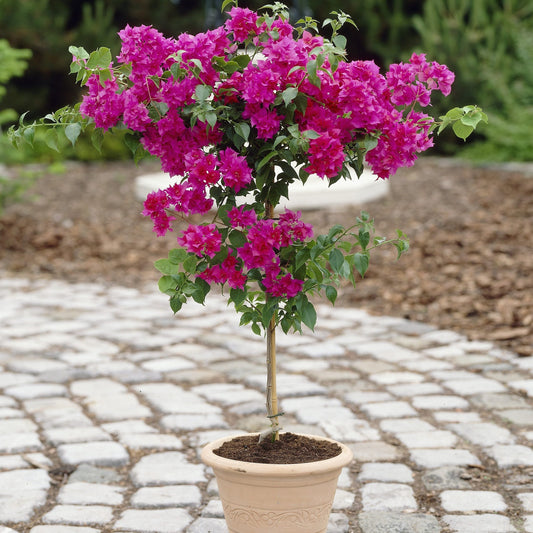 Bougainvillea (Pink) Plant