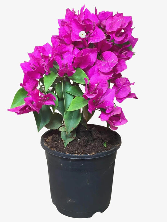 Bougainvillea (Purple) Plant