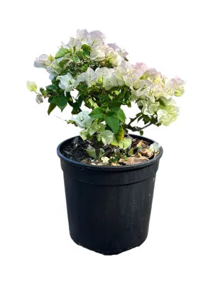 Bougainvillea (White) Plant