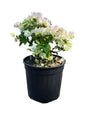 Bougainvillea (White) Plant
