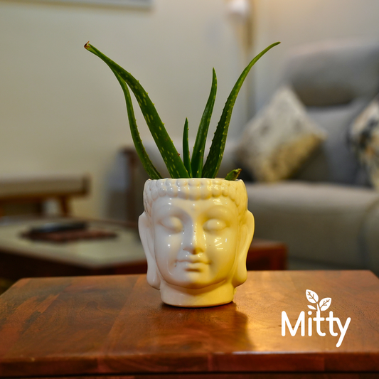 Aloe Vera in Tranquil Buddha Planter