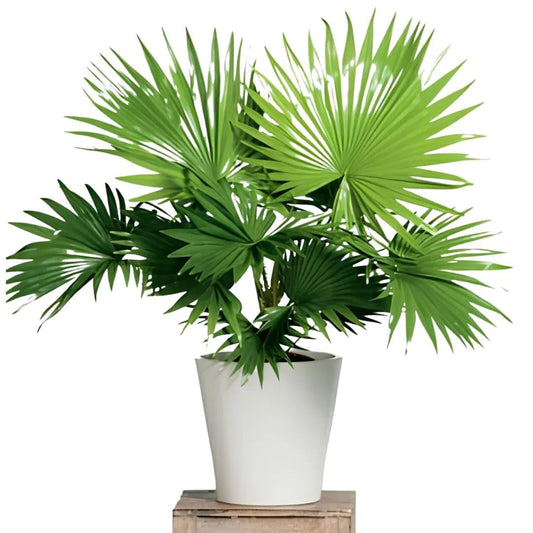 China Palm Plant