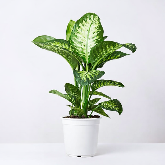 Dieffenbachia plant