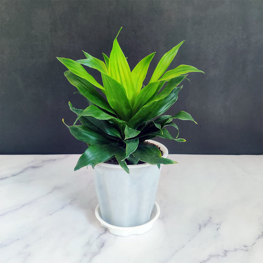 Draceana Compacta Plant