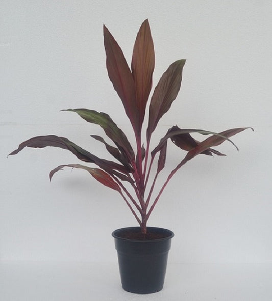 Draceana Mahatma Plant
