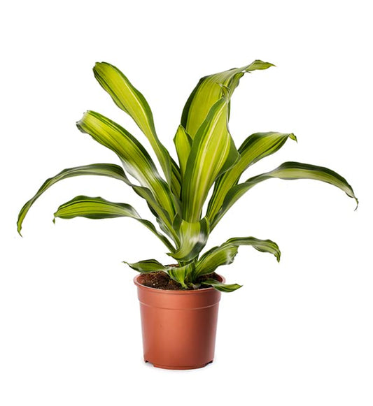 Draceana Fragrans (Corn) Plant