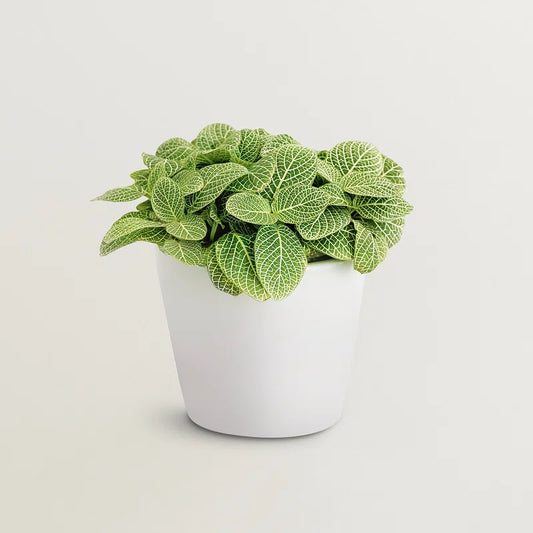 Fittonia (Nerve) Plant