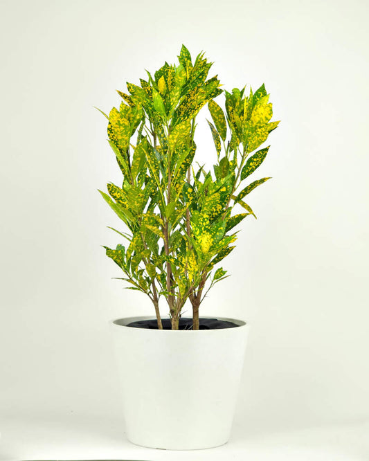 Croton Gold Rust Plant