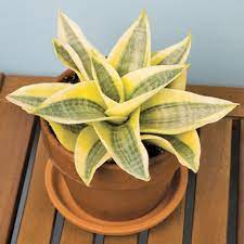 Snake Sansevieria Golden Hahnii (Bird's nest) Plant