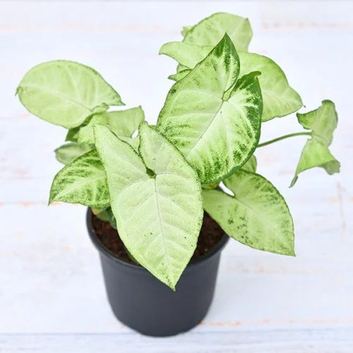 Syngonium Variegatum Plant