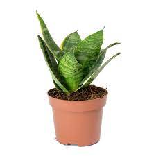 Snake Sansevieria Hahnii (Bird’s Nest) Plant