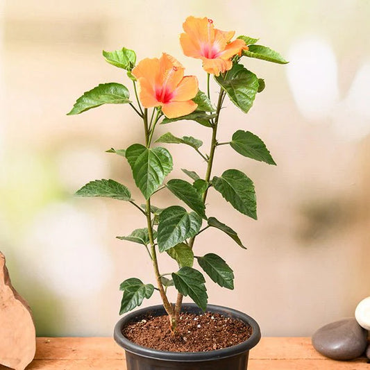 Hibiscus (Orange) Plant