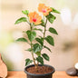 Hibiscus (Orange) Plant