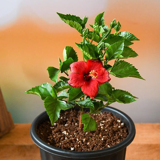Hibiscus (Red) Plant