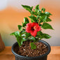 Hibiscus (Red) Plant