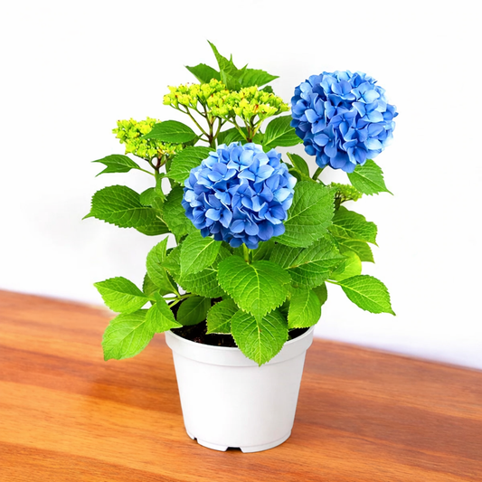 Hydrangea plant