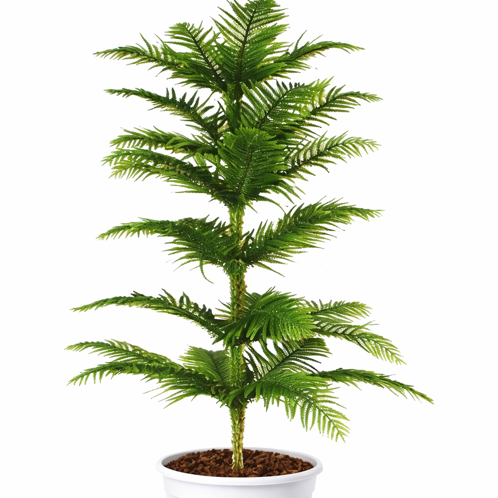 Indian Christmas tree