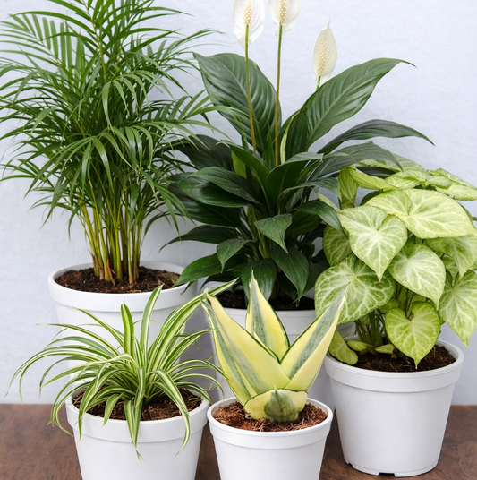 Mitty's Air-Purifier Pack