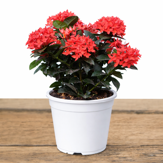 Ixora Plant