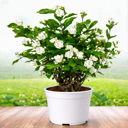 Jasmine Plant