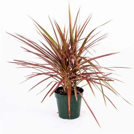 Draceana Marginata (Dragon) Plant