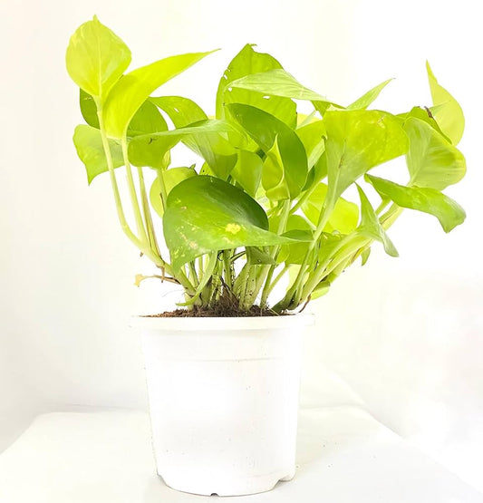 Money Plant