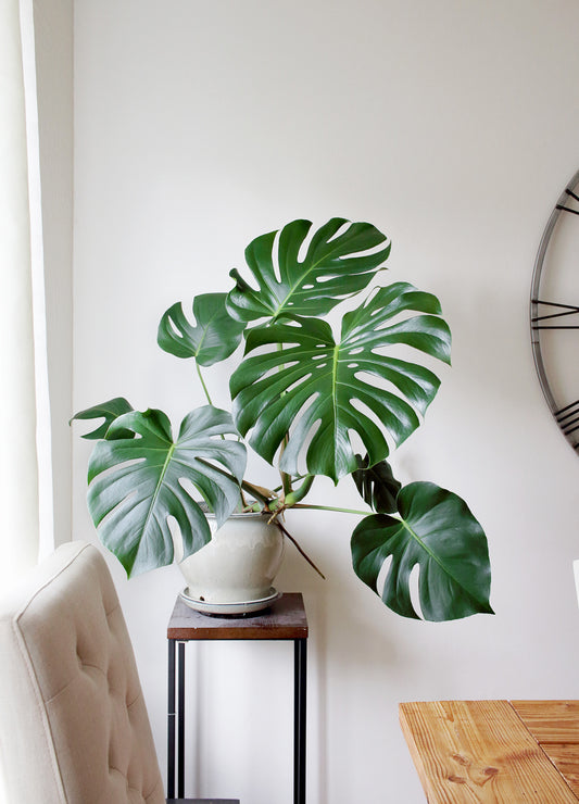 Monstera Deliciosa Plant