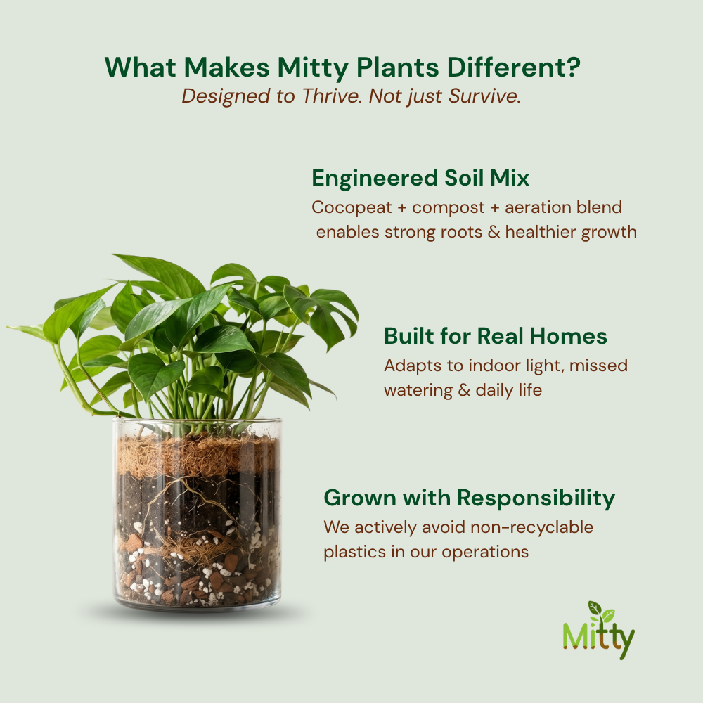 Fiddle Leaf Fig plant