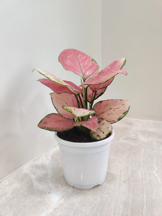 Aglaonema Pink Plant
