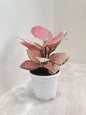 Aglaonema Pink Plant