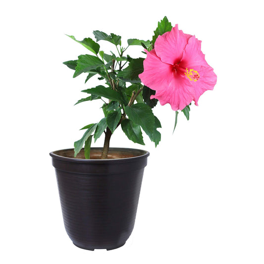 Hibiscus (Pink) Plant
