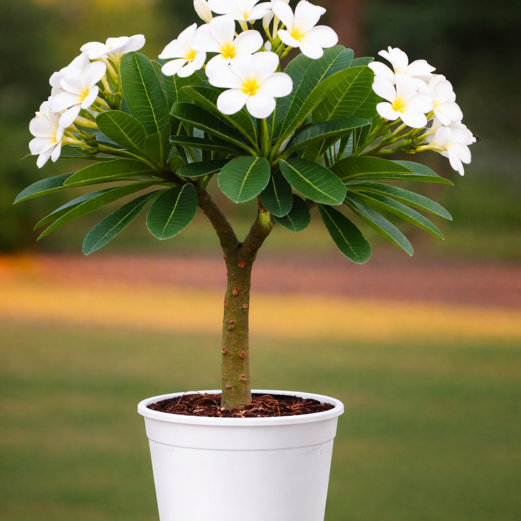 Plumeria Champa Plant