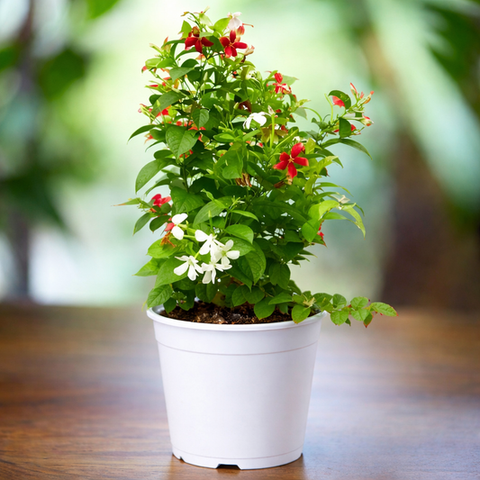 Rangoon Creeper Plant