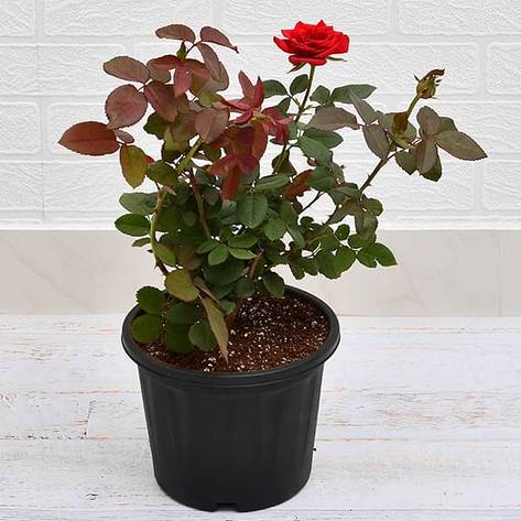 Rose (Red) Plant