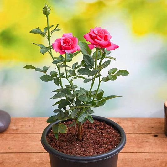 Rose (Indian Desi) Plant