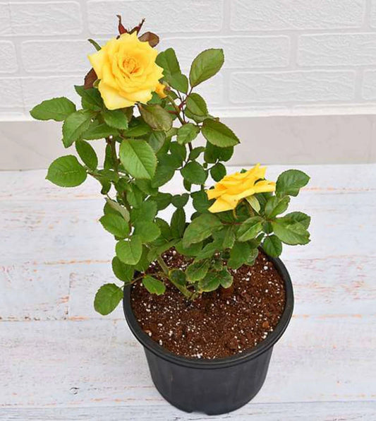 Rose (Yellow) Plant