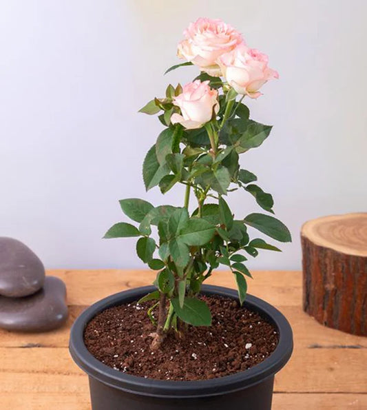 Rose (Pink) Plant
