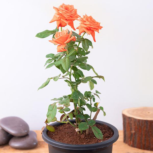 Rose (Orange) Plant
