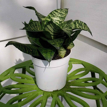 Snake Sansevieria Hahnii (Bird’s Nest) Plant