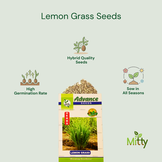 Lemongrass Seeds