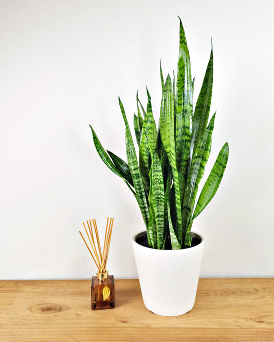 Snake Sansevieria Zeylanica Plant